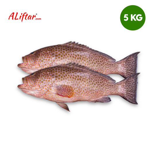 Fresh Hamour Fish 2-3 Pcs | Whole | 5kg