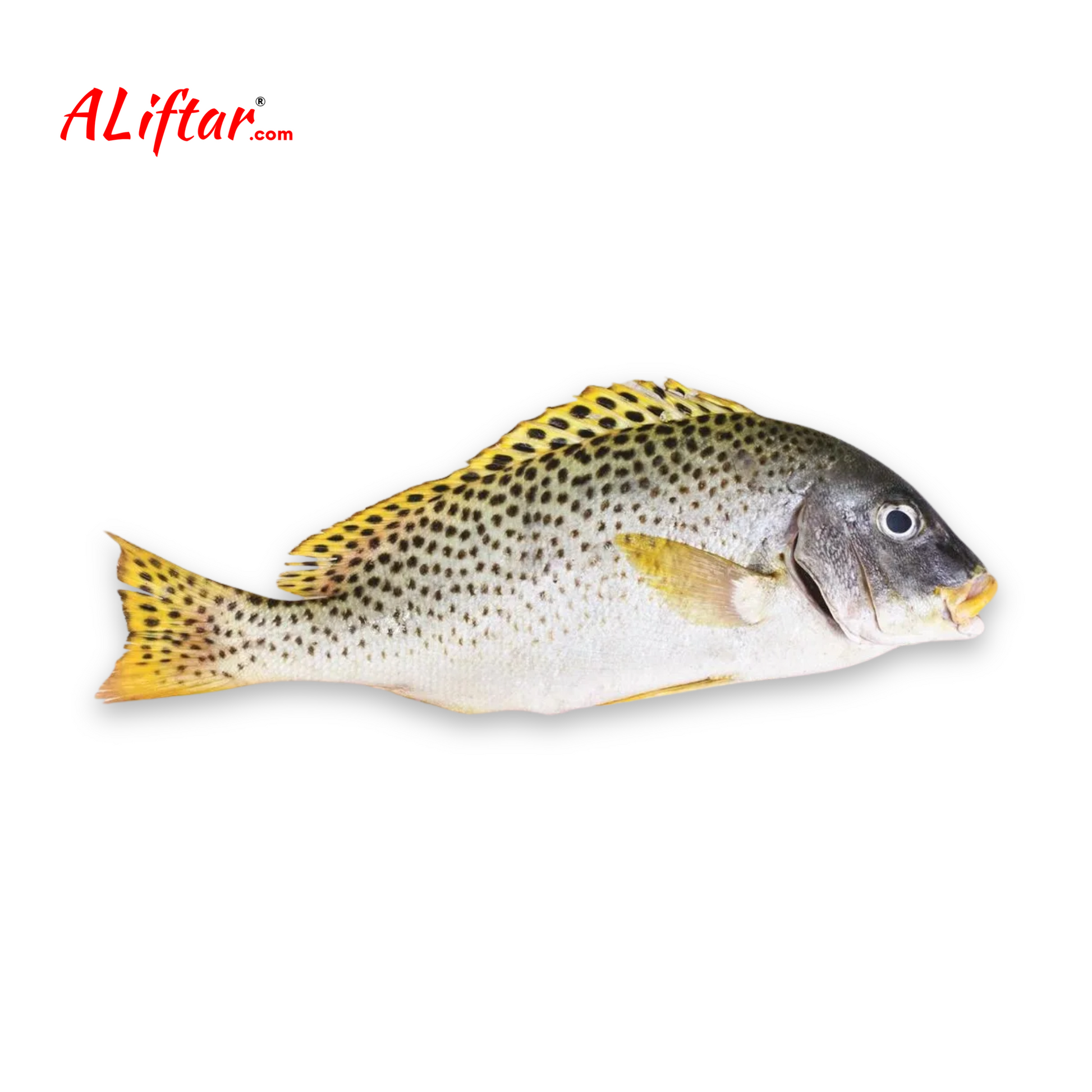 Fresh Hilali Fish | Whole | 1kg