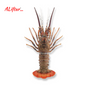 Fresh Lobster 1Pcs | Whole | 700 - 900g