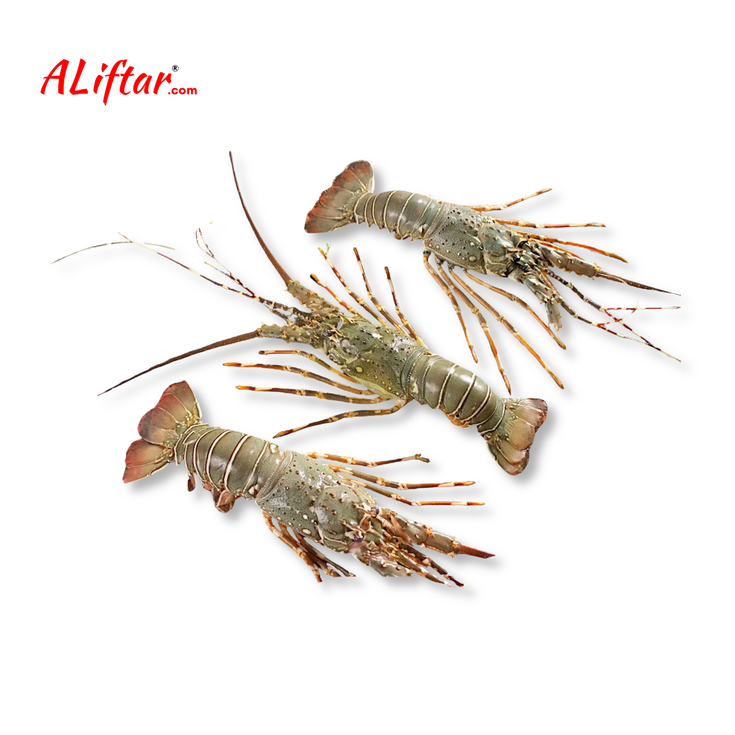 Fresh Small Lobster 2-3Pcs | Whole | 500-700g