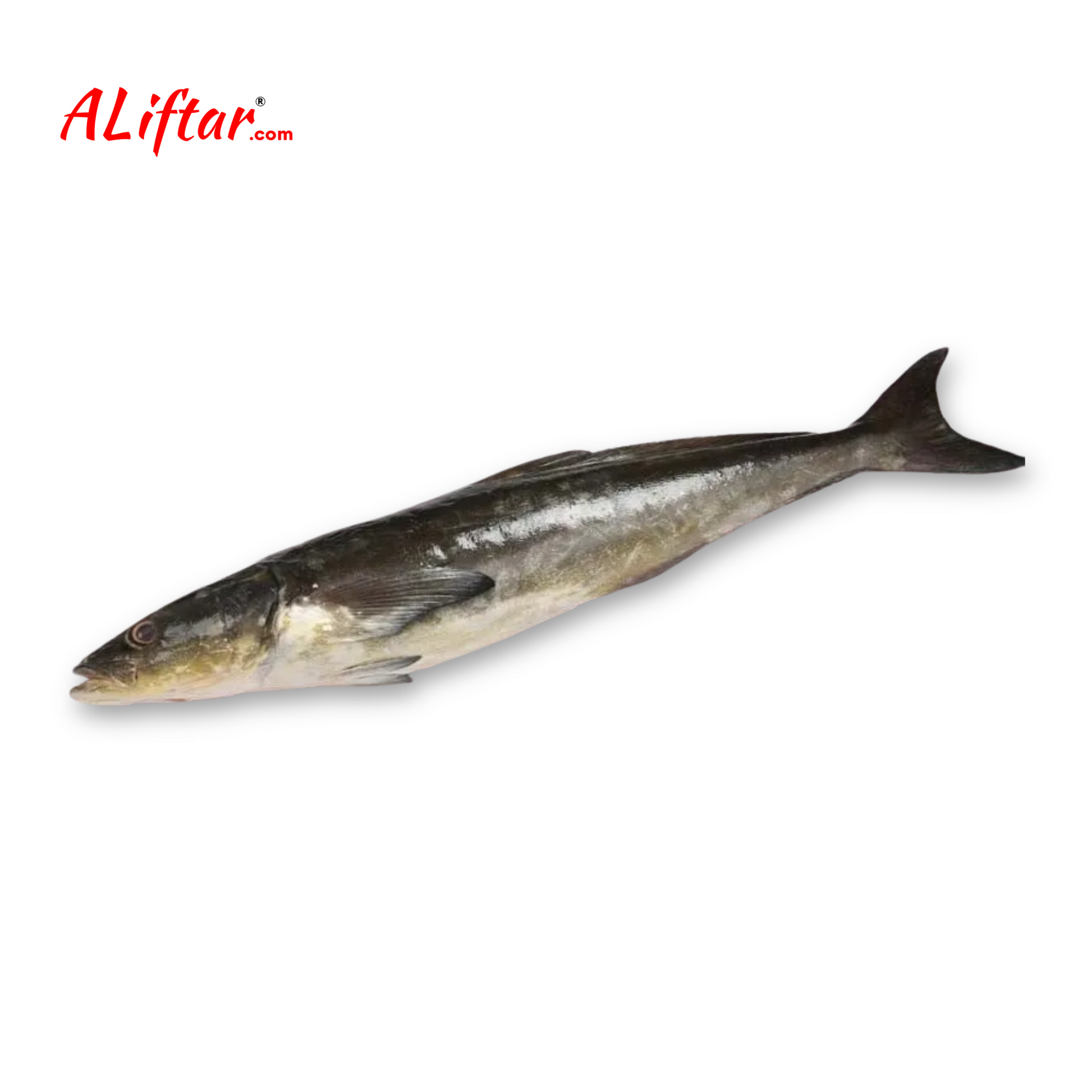 Fresh Motha Modha (Cobia) Fish | WHOLE | 1.5kg