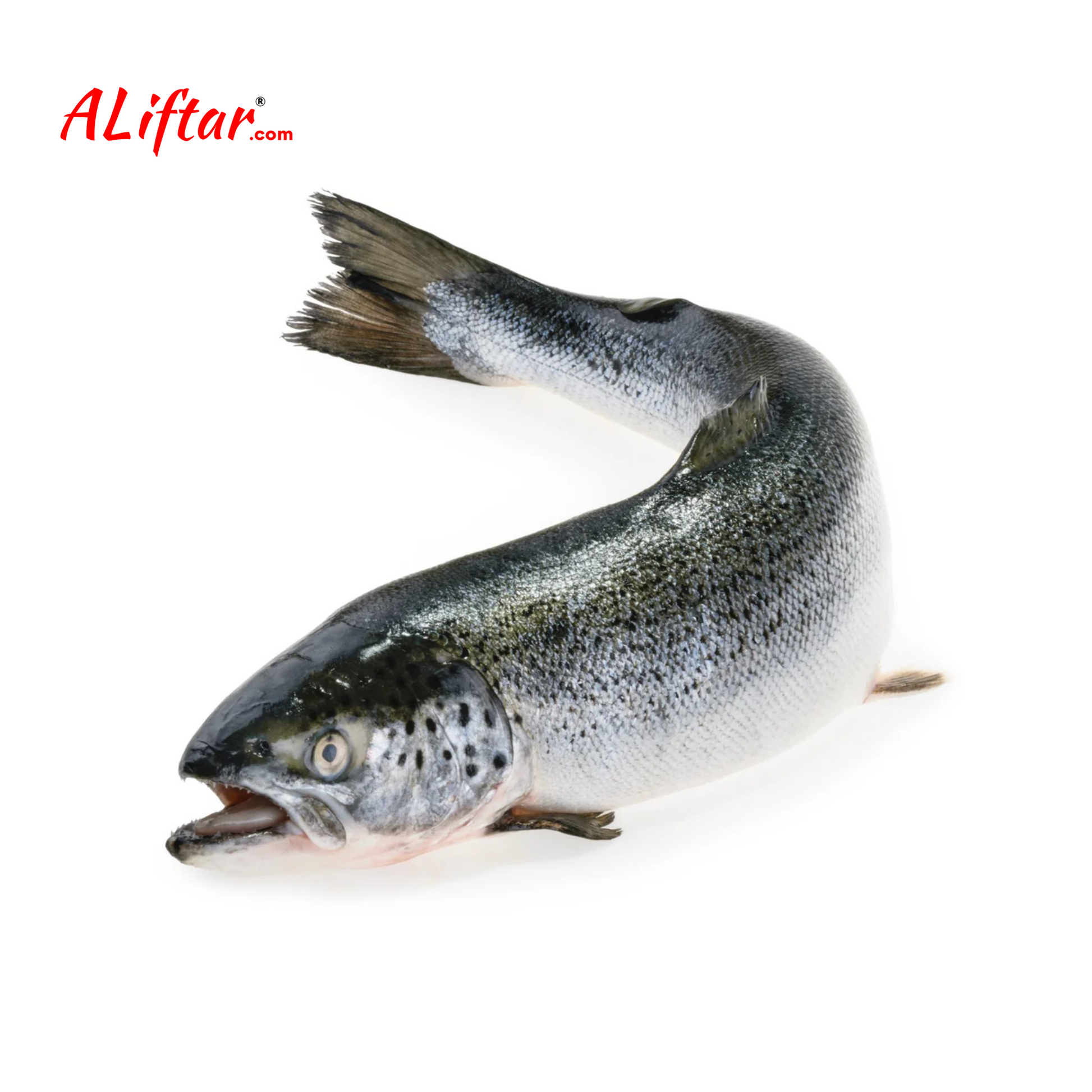 Fresh Norwegian Salmon Fish | Whole | 1.2 -1.5 Kg