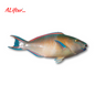 Fresh Parrot Fish | Whole | 2kg+